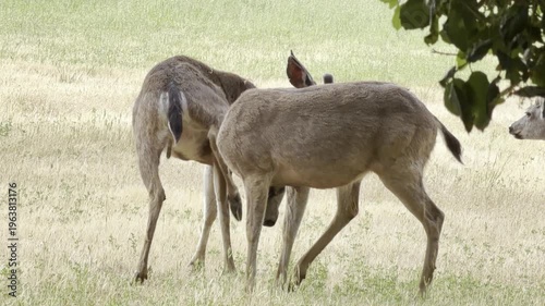 Young mule deer bucks groom and interact	