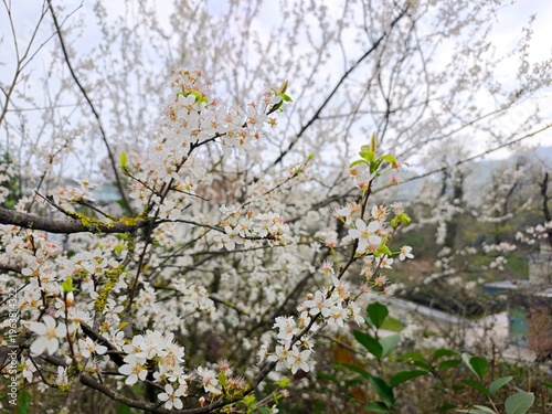 Cherry tree blossom
