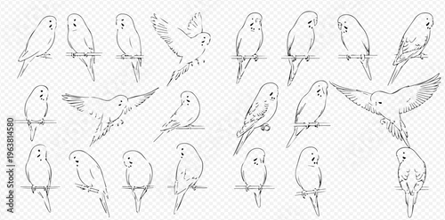 Set of hand-drawn budgerigars in various poses, detailed sketch illustrations of parakeets.