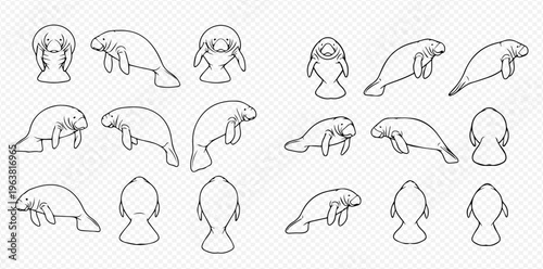 Manatee line art vector illustration set with various poses and angles, including front, side, and back views.