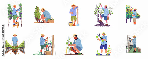 Set of flat vector illustrations depicting male farmers performing various seasonal tasks in a vineyard, such as harvesting, pruning, and tending to grapevines.