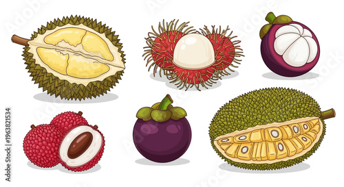 Exotic fruits collection with durian, rambutan, mangosteen, and lychee illustrations on white