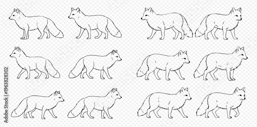 Set of twelve hand-drawn line art illustrations of foxes in various walking poses, isolated on a transparent background.