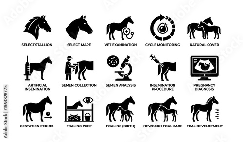 Horse breeding process: stages from selection to foal development