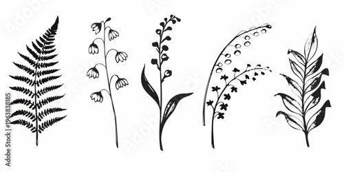Botanical illustration of ferns and flowering plant stems in black ink