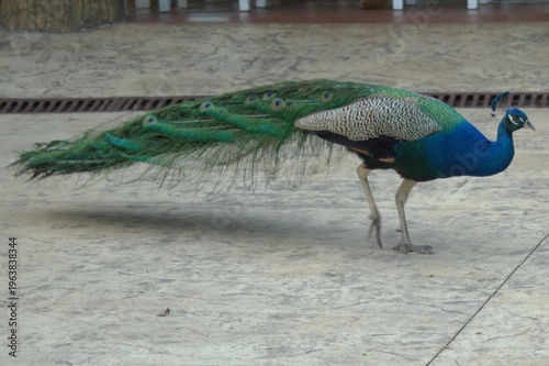 Pavo real caminando