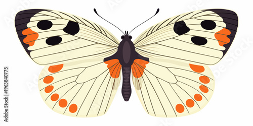 A delicate white butterfly with orange and black spots wings spread