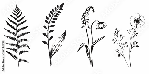 Botanical illustration featuring ferns lily and flowering plant sketches