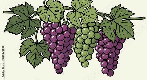 Bunch of purple and green grapes.