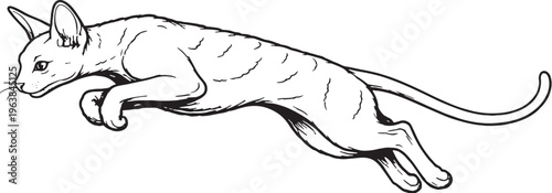 Cornish Rex Cat Mid Air Leap Line Art Black and White Cat Jumping Vector Illustration