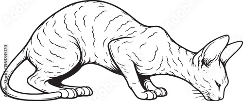 Cornish Rex Cat Eating Pose Line Art Black and White Cat Feeding Behavior Vector Illustration