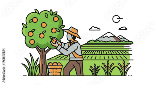 Man picking oranges from tree.