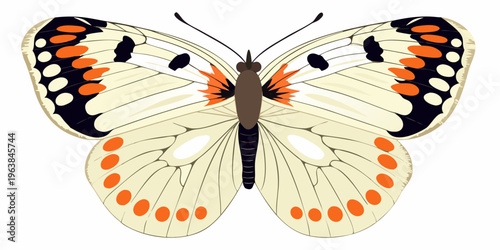 A colorful butterfly with orange and black markings on white wings