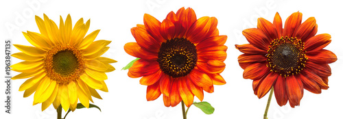 Tableau sur toile Set of decorative sunflowers in yellow, orange and red colors isolated on white