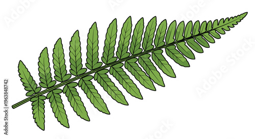 Green fern leaf branch closeup view.