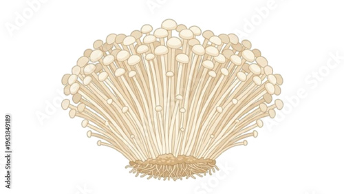 Fresh Enoki Mushrooms Group Isolated on White