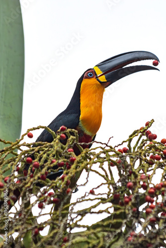 Tucano de bico preto com garganta laranja entre galhos e comendo frutos vermelhos