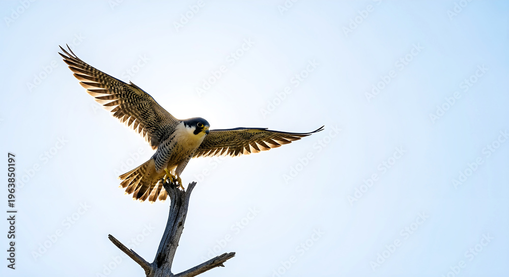 Obraz premium Majestic Peregrine Falcon Landing On A Weathered Branch Under A Bright Blue Sky, Wings Spread