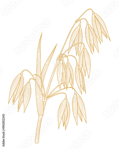 Oats plant sketch with grain seeds on stem isolated on transparent background.