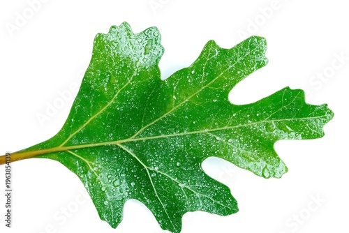 Fresh Green Oak Leaf with Water Droplets on a White Background for Nature and Botany Themes