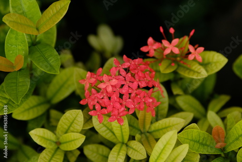 Red Ixora coccinea flower in nature garden. Beautiful Red spike flower. King Ixora blooming (Ixora chinensis). Rubiaceae flower. Ixora coccinea flower in the garden