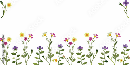 Delicate wildflower stems and blooms arranged against a white background