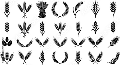 Grains plants and cereal, rye barley and wheat ear spikes. Bakery food concept. Hand drawn sketch vector illustration
