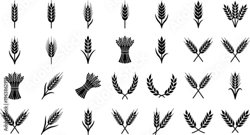 Grains plants and cereal, rye barley and wheat ear spikes. Bakery food concept. Hand drawn sketch vector illustration
