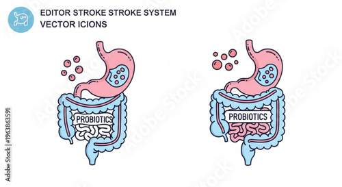 Probiotics and Human Digestive System: A detailed illustration showcasing the impact of probiotics on the digestive system, promoting gut health and overall wellness.