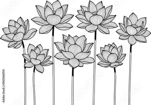 Hand Drawn Lotus Flower Line Art Illustration Featuring Multiple Water Lily Blossoms with Elegant Black and White Petal Detail Outlines