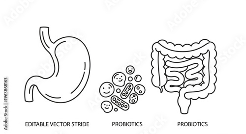 Stomach intestines and probiotics icons simple line art for health and medical concepts isolated on white background