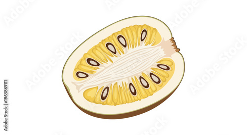 vector of ripe jackfruit being split