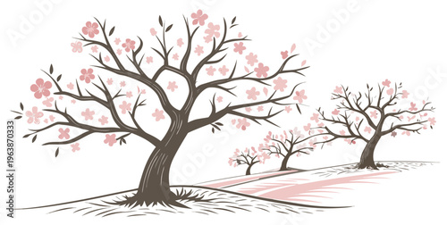 Illustration of blooming cherry blossom trees in spring on white background, seasonal floral landscape with pink flowers and bare branches.