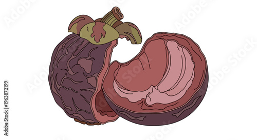 illustration of dried mangosteen peel for herbs