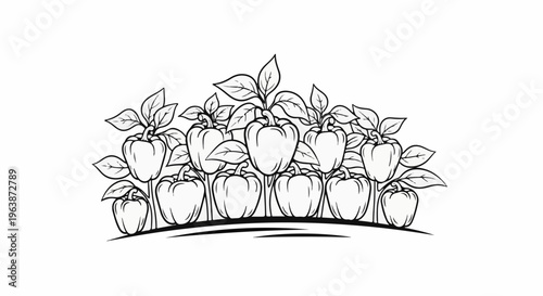 A line art illustration of bell peppers growing on stalks with leaves