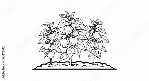 A line drawing of bell pepper plants laden with fruit and leaves