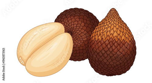 natural vector snake fruit skin gradation