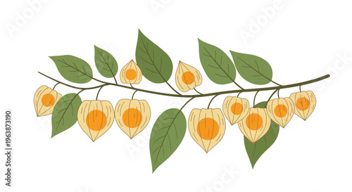 ripe ground cherries can be seen from their thin outer skin