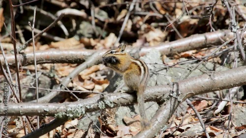 Chipmunk feeding on the forest floor