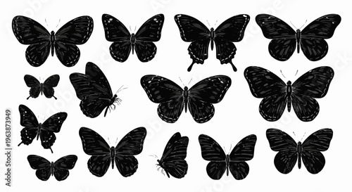 A variety of black butterflies are displayed in a collage