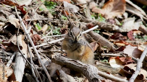 Chipmunk feeding in the forest