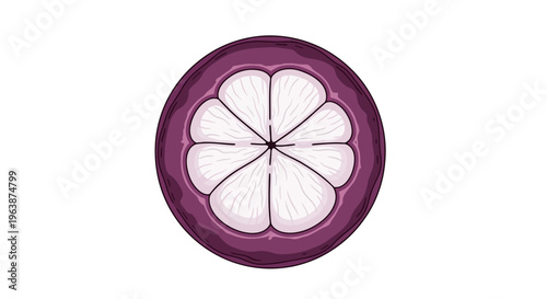 detailed picture of the contents of mangosteen fruit