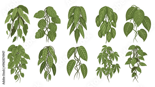 Assortment of different green hanging plants and vines with diverse leaf patterns and shapes on a white background.