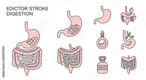Digestive system icons including stomach and intestines flat vector illustrations for medical and educational use isolated on white