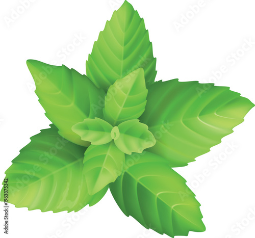 green mint leaves