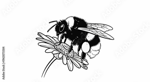 A detailed black and white illustration of a bumblebee on a daisy