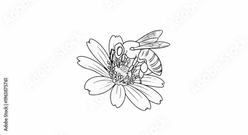 A detailed line drawing of a bee collecting nectar from a vibrant daisy