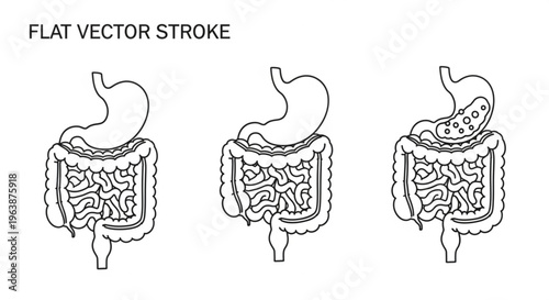 Human digestive system anatomy stomach and intestines illustration medical infographic element for healthcare and science concepts flat vector stroke design