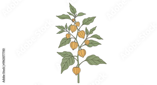 closeup goosebery cherry