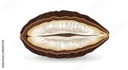 close up Myristica fragrans Houtt or nutmeg